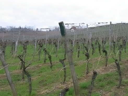 vignoble domaine viticole alsace