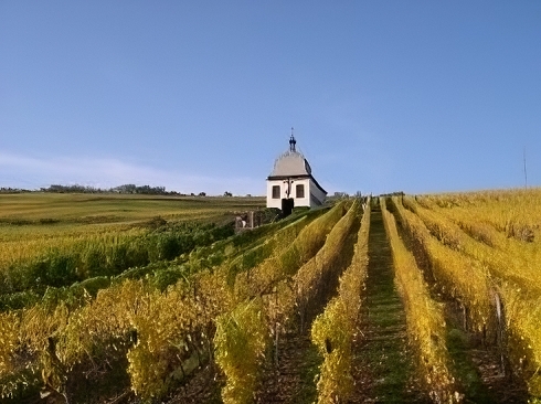 domaine viticole alsace